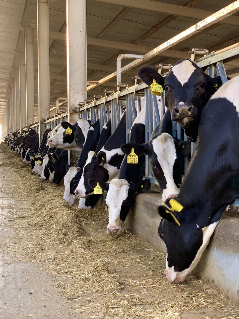 Dairy cows with ear tags at the feed fence in the barn